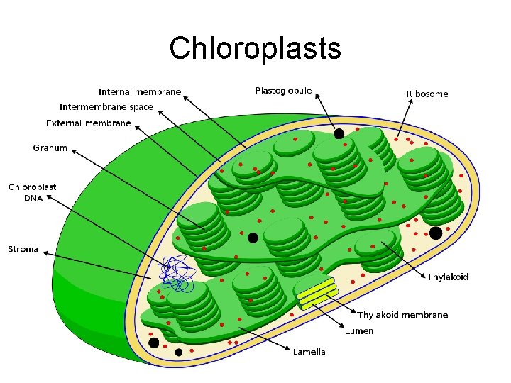 Chloroplasts 