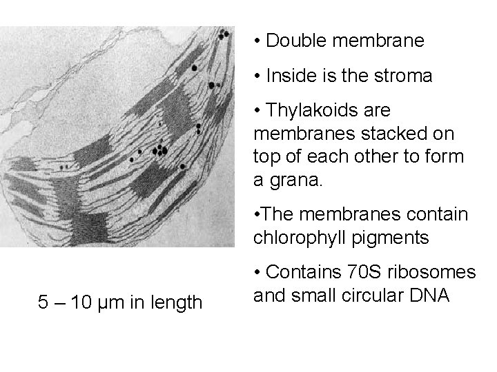  • Double membrane • Inside is the stroma • Thylakoids are membranes stacked
