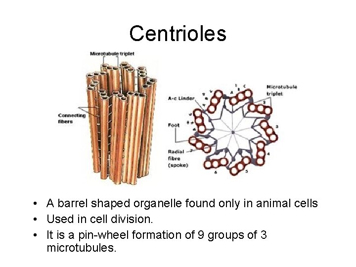Centrioles • A barrel shaped organelle found only in animal cells • Used in