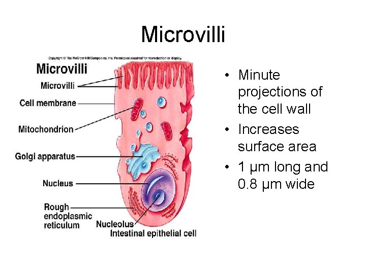 Microvilli • Minute projections of the cell wall • Increases surface area • 1