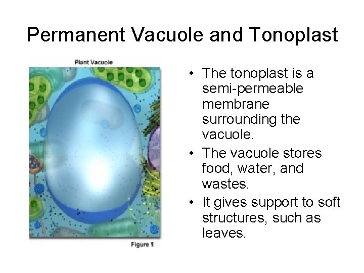 Permanent Vacuole and Tonoplast • The tonoplast is a semi-permeable membrane surrounding the vacuole.