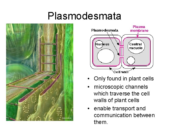 Plasmodesmata • Only found in plant cells • microscopic channels which traverse the cell