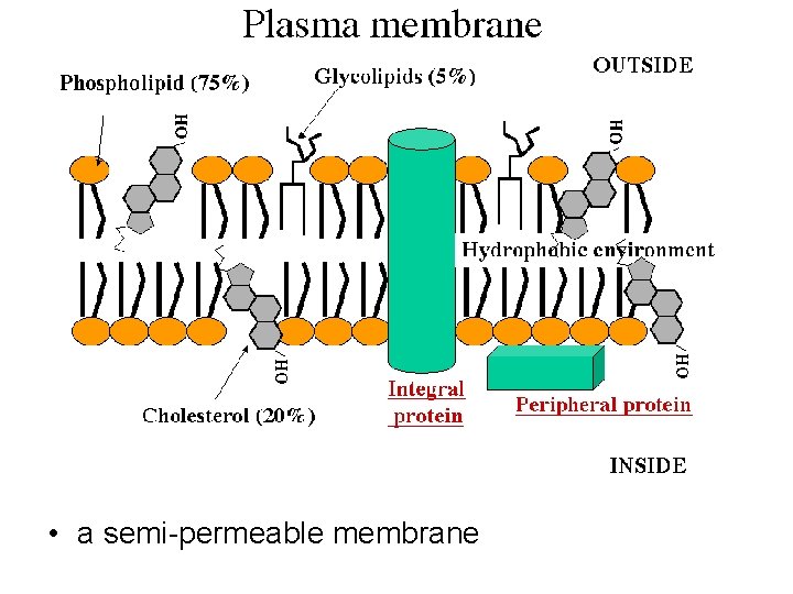  • a semi-permeable membrane 