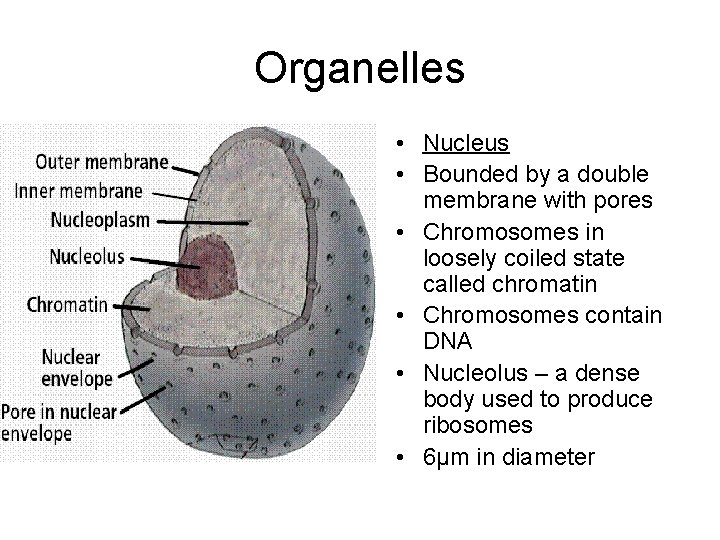 Organelles • Nucleus • Bounded by a double membrane with pores • Chromosomes in