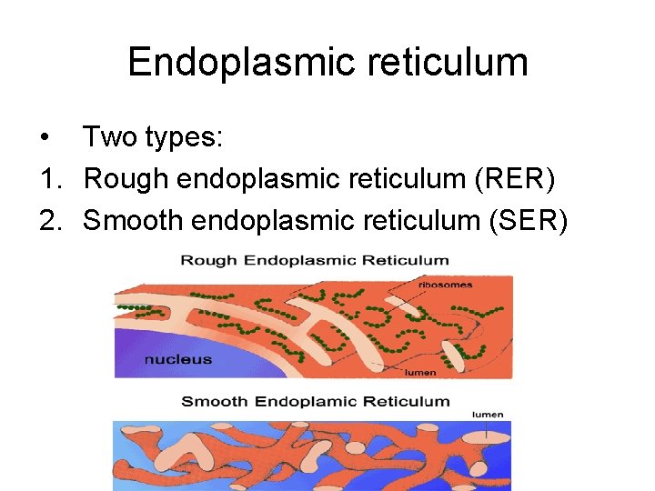 Endoplasmic reticulum • Two types: 1. Rough endoplasmic reticulum (RER) 2. Smooth endoplasmic reticulum