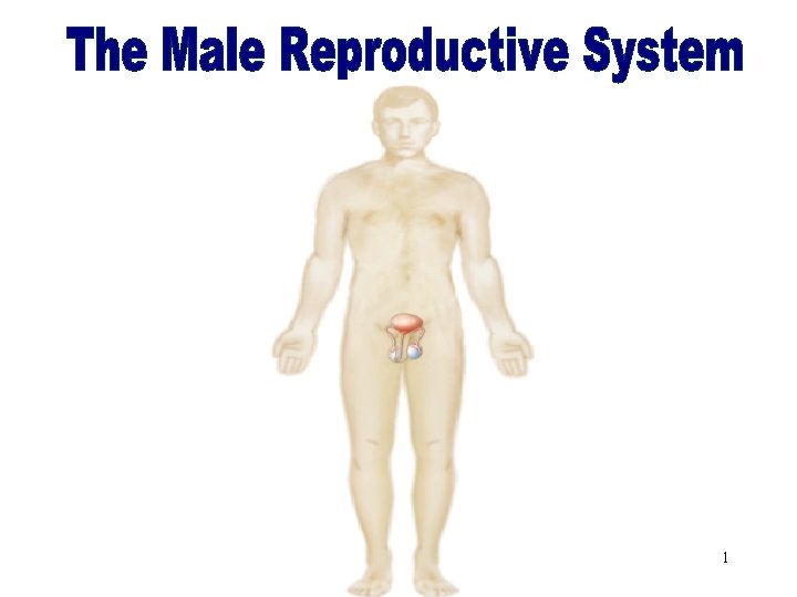 The Male Reproductive System 1 