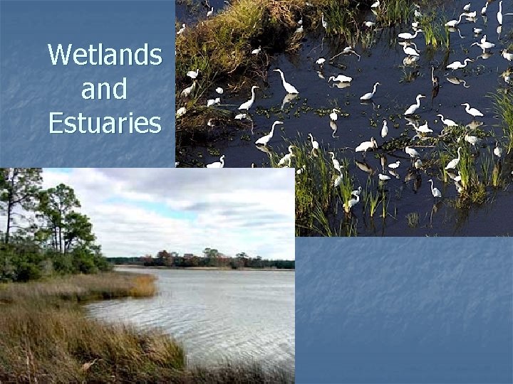 Wetlands and Estuaries 