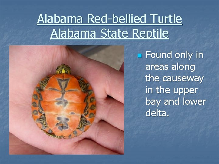Alabama Red-bellied Turtle Alabama State Reptile n Found only in areas along the causeway