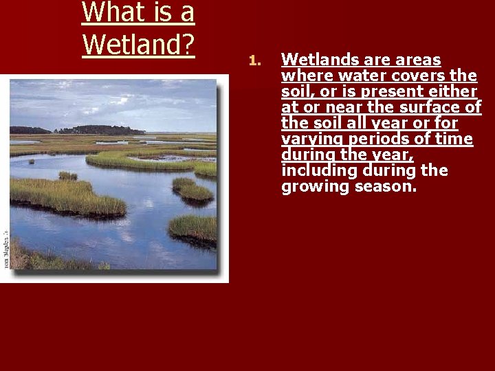 What is a Wetland? 1. Wetlands areas where water covers the soil, or is