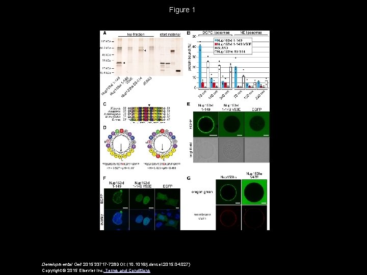 Figure 1 Developmental Cell 2015 33717 -728 DOI: (10. 1016/j. devcel. 2015. 04. 027)