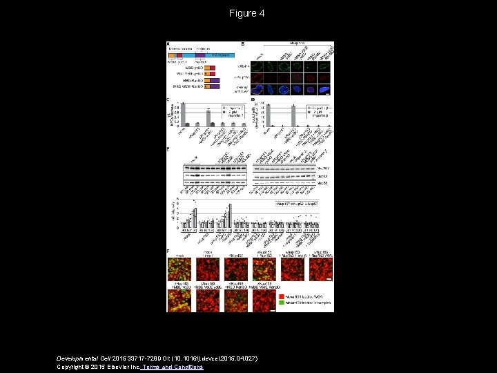 Figure 4 Developmental Cell 2015 33717 -728 DOI: (10. 1016/j. devcel. 2015. 04. 027)