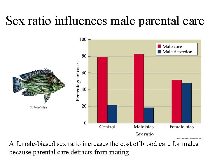 Sex ratio influences male parental care A female-biased sex ratio increases the cost of