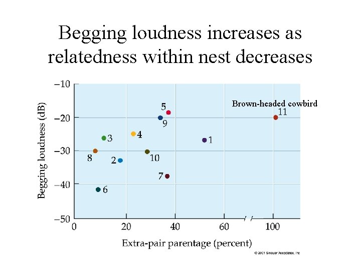 Begging loudness increases as relatedness within nest decreases Brown-headed cowbird 