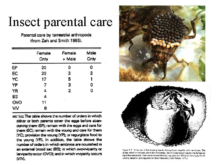 Insect parental care 