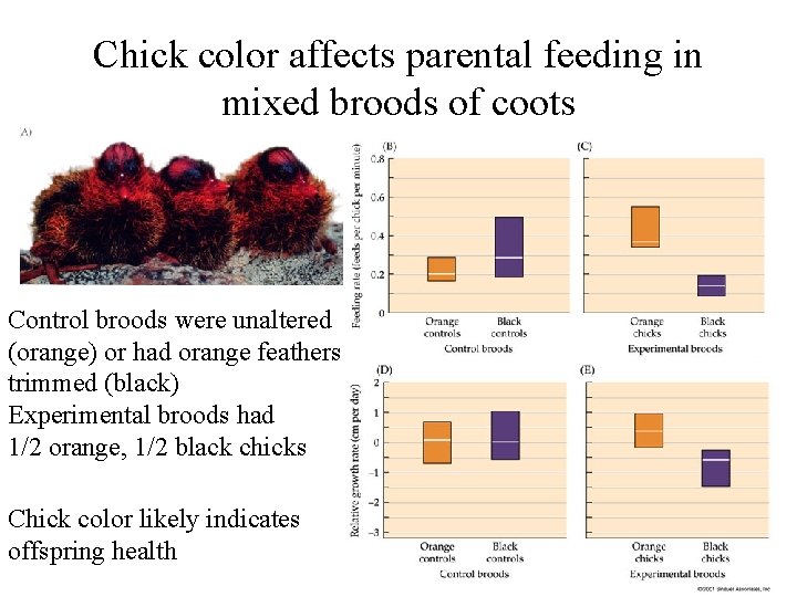 Chick color affects parental feeding in mixed broods of coots Control broods were unaltered