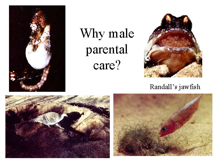 Why male parental care? Randall’s jawfish 