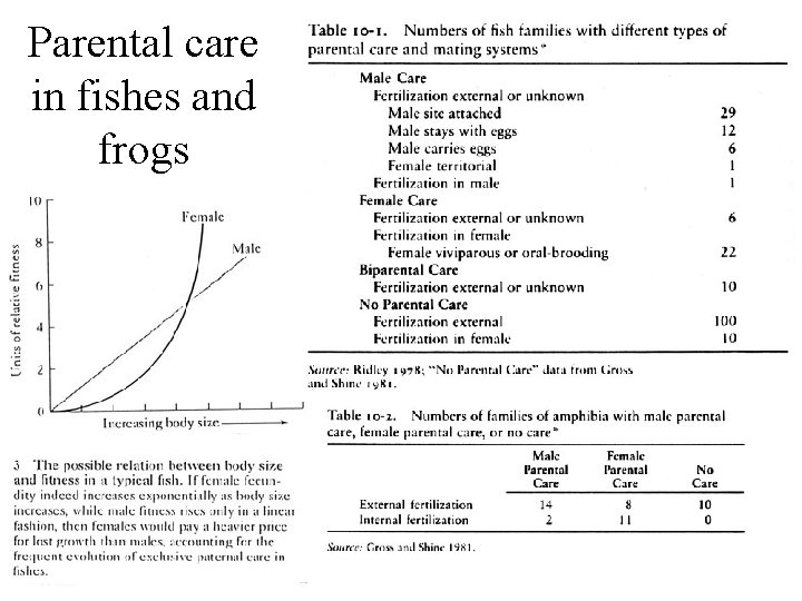 Parental care in fishes and frogs 