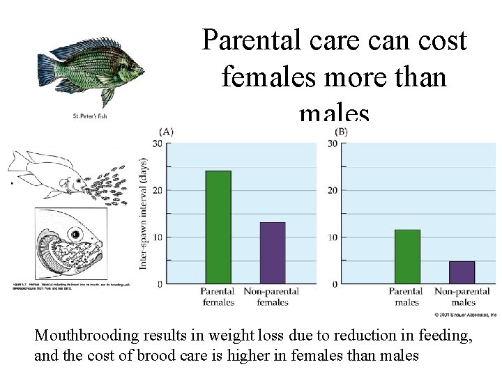 Parental care can cost females more than males Mouthbrooding results in weight loss due