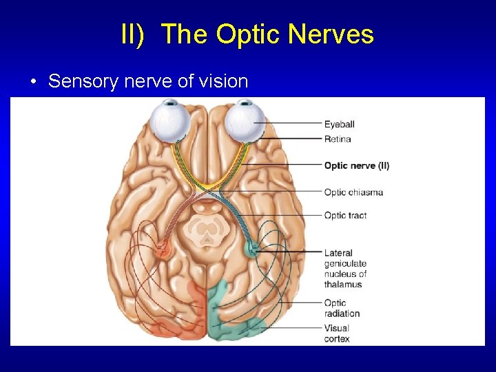 II) The Optic Nerves • Sensory nerve of vision 