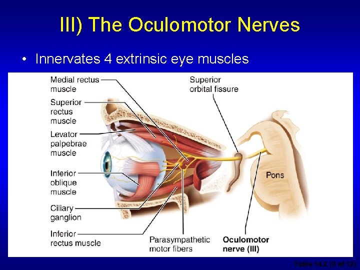 III) The Oculomotor Nerves • Innervates 4 extrinsic eye muscles Table 14. 2 (3