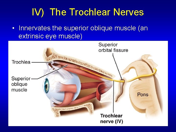 IV) The Trochlear Nerves • Innervates the superior oblique muscle (an extrinsic eye muscle)