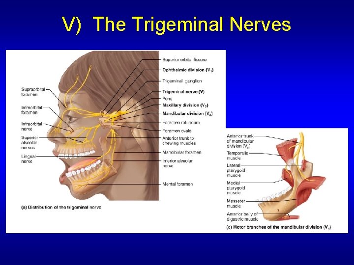 V) The Trigeminal Nerves 