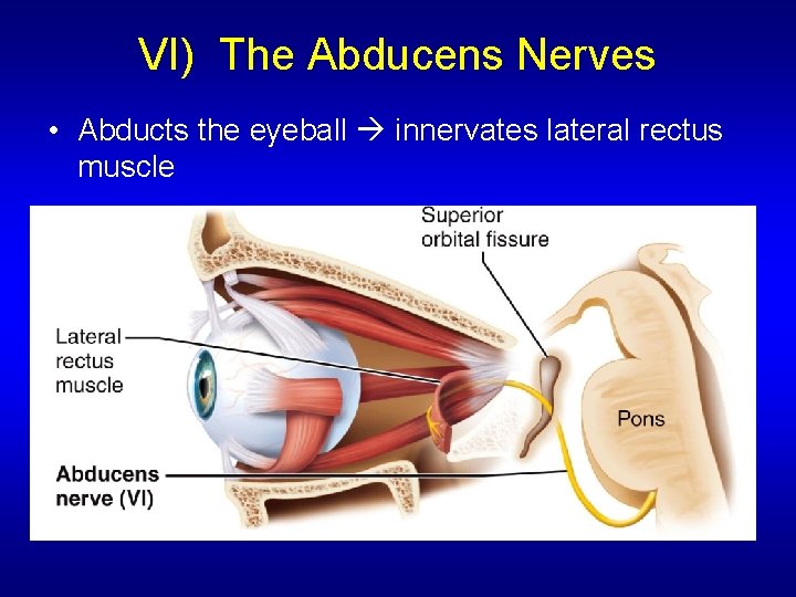 VI) The Abducens Nerves • Abducts the eyeball innervates lateral rectus muscle 