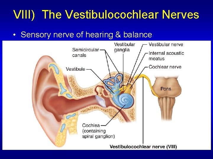 VIII) The Vestibulocochlear Nerves • Sensory nerve of hearing & balance 