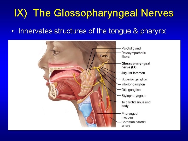 IX) The Glossopharyngeal Nerves • Innervates structures of the tongue & pharynx 