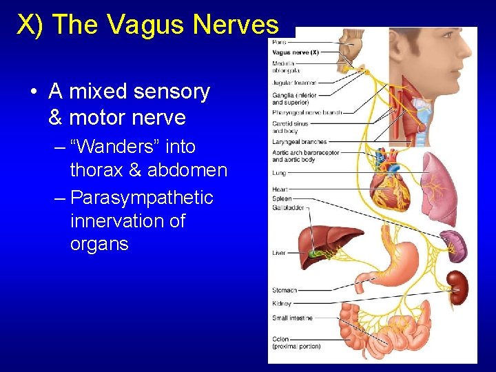 X) The Vagus Nerves • A mixed sensory & motor nerve – “Wanders” into