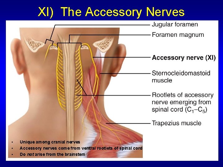 XI) The Accessory Nerves • • • Unique among cranial nerves Accessory nerves come