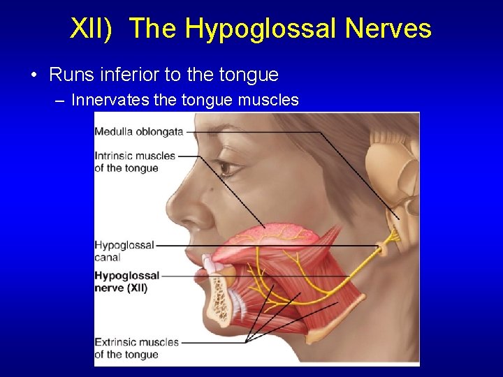 XII) The Hypoglossal Nerves • Runs inferior to the tongue – Innervates the tongue