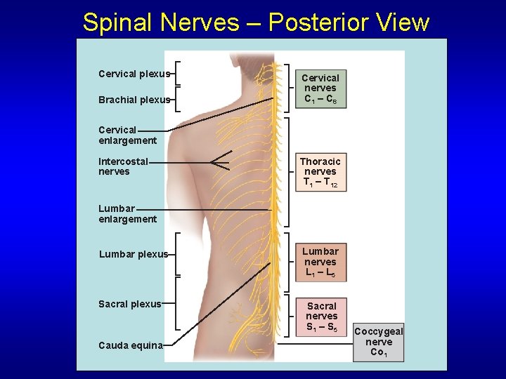 Spinal Nerves – Posterior View Cervical plexus Brachial plexus Cervical nerves C 1 –