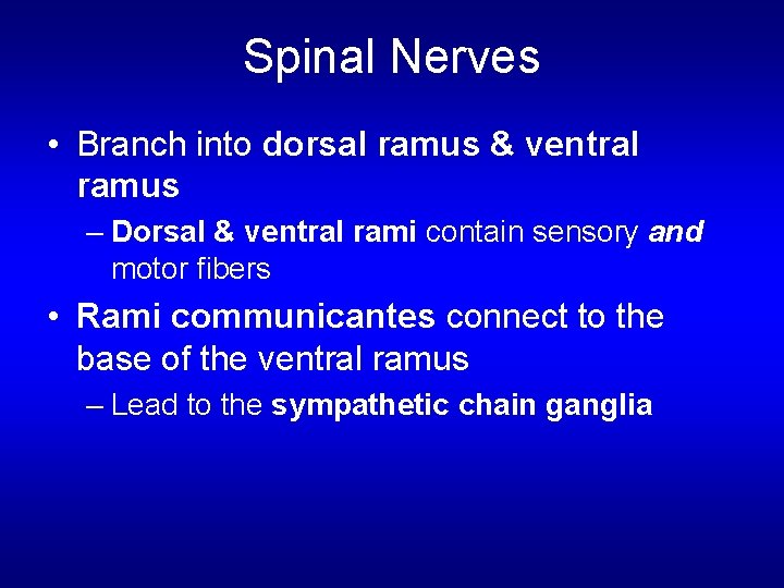 Spinal Nerves • Branch into dorsal ramus & ventral ramus – Dorsal & ventral