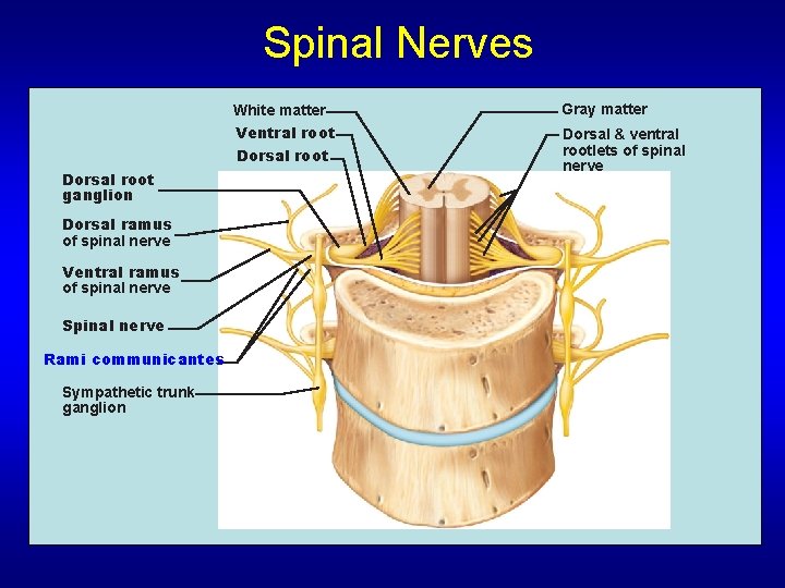 Spinal Nerves White matter Gray matter Ventral root Dorsal & ventral rootlets of spinal