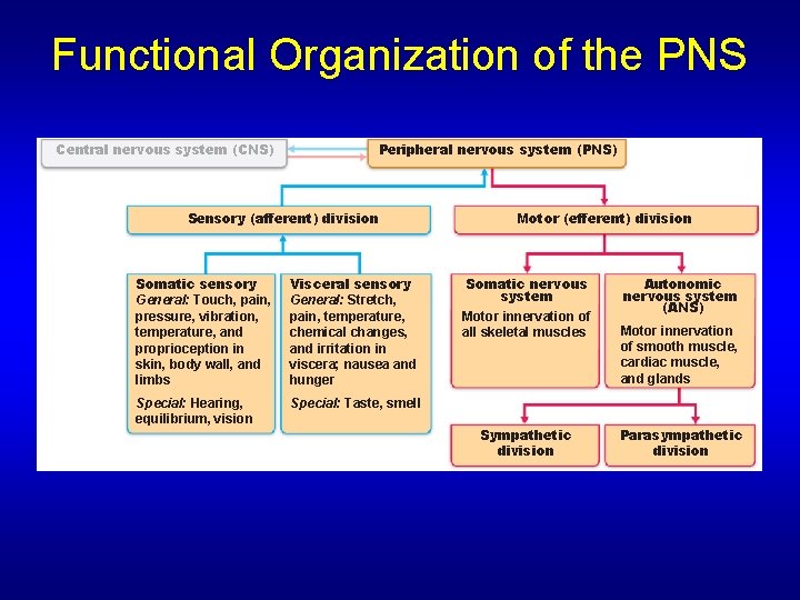 Functional Organization of the PNS Central nervous system (CNS) Peripheral nervous system (PNS) Sensory