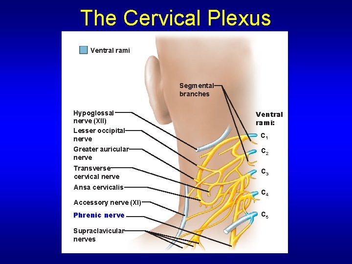 The Cervical Plexus Ventral rami Segmental branches Hypoglossal nerve (XII) Lesser occipital nerve Greater