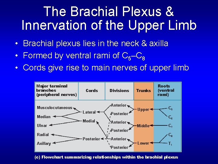 The Brachial Plexus & Innervation of the Upper Limb • Brachial plexus lies in