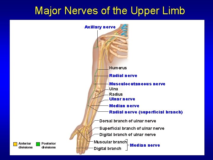 Major Nerves of the Upper Limb Axillary nerve Humerus Radial nerve Musculocutaneous nerve Ulna