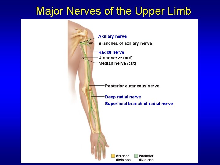 Major Nerves of the Upper Limb Axillary nerve Branches of axillary nerve Radial nerve