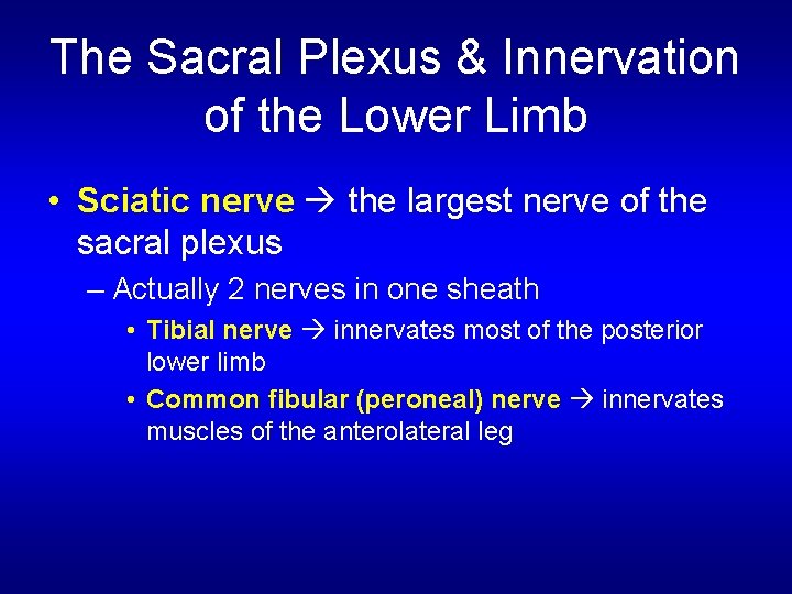 The Sacral Plexus & Innervation of the Lower Limb • Sciatic nerve the largest