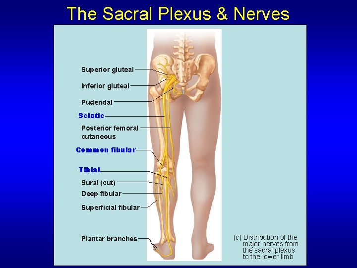 The Sacral Plexus & Nerves Superior gluteal Inferior gluteal Pudendal Sciatic Posterior femoral cutaneous