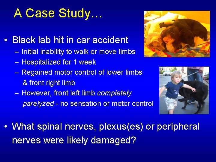 A Case Study… • Black lab hit in car accident – Initial inability to