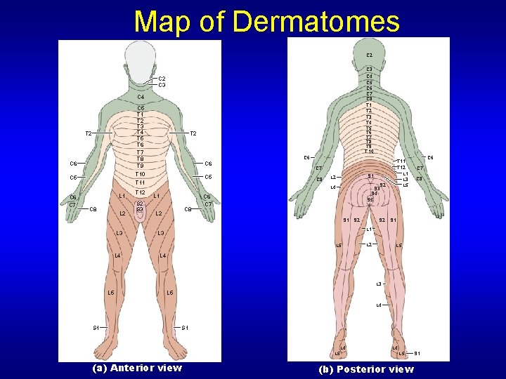 Map of Dermatomes C 2 C 3 C 4 C 5 C 6 C