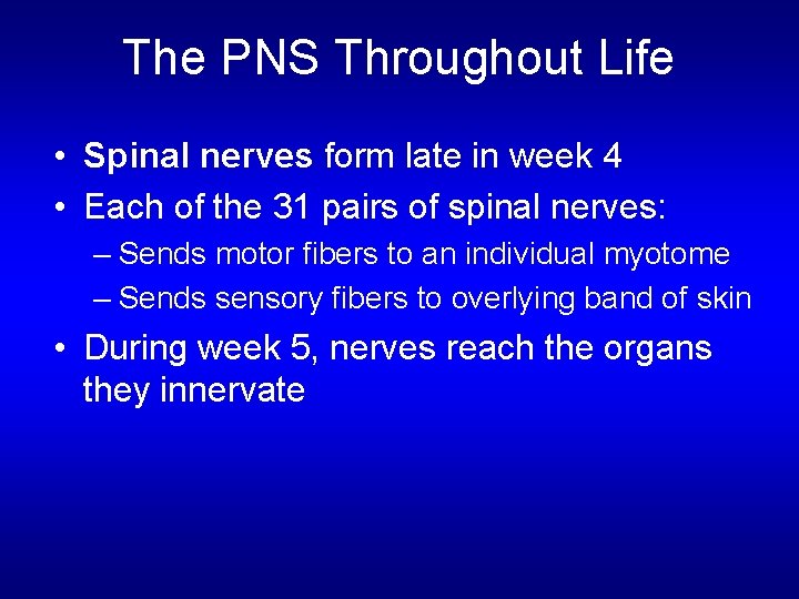 The PNS Throughout Life • Spinal nerves form late in week 4 • Each