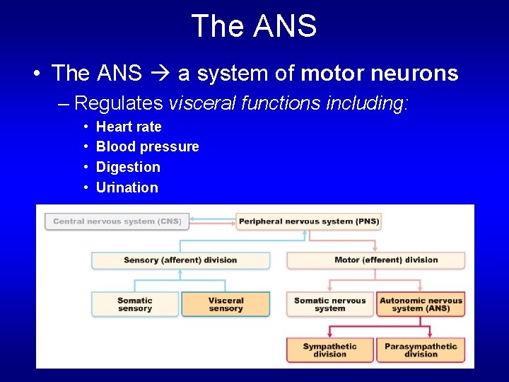 The ANS • The ANS a system of motor neurons – Regulates visceral functions