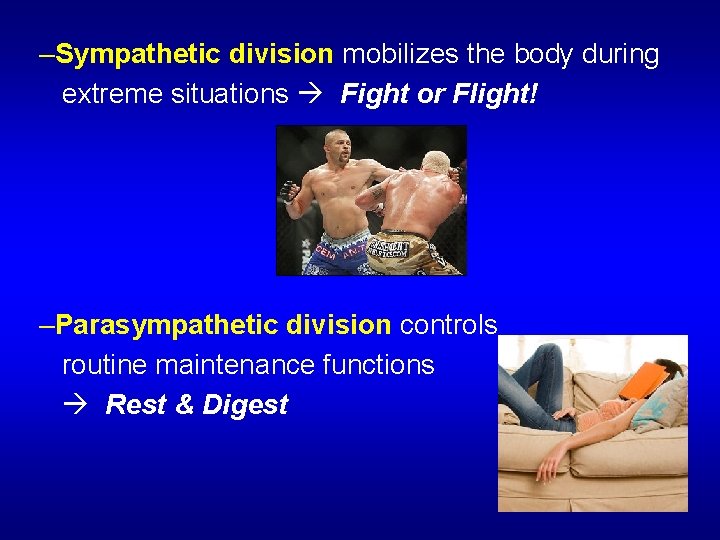 –Sympathetic division mobilizes the body during extreme situations Fight or Flight! –Parasympathetic division controls