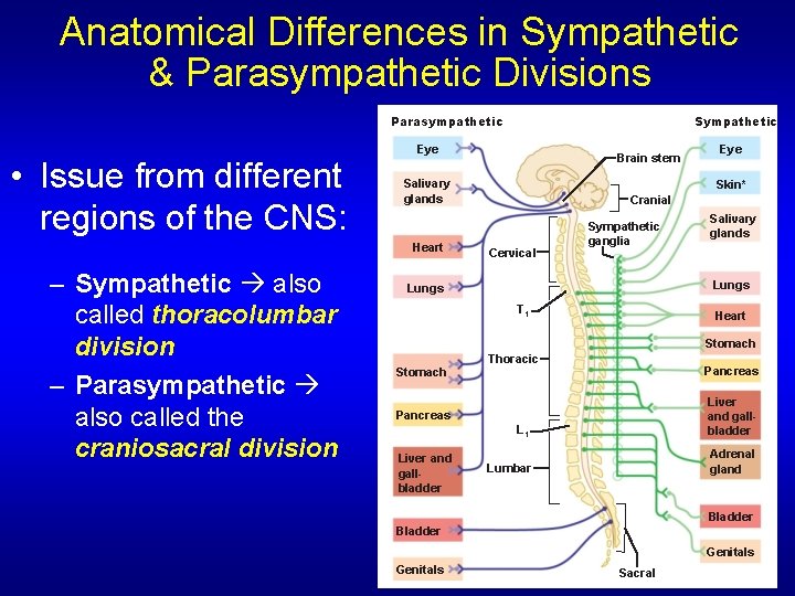Anatomical Differences in Sympathetic & Parasympathetic Divisions Parasympathetic • Issue from different regions of