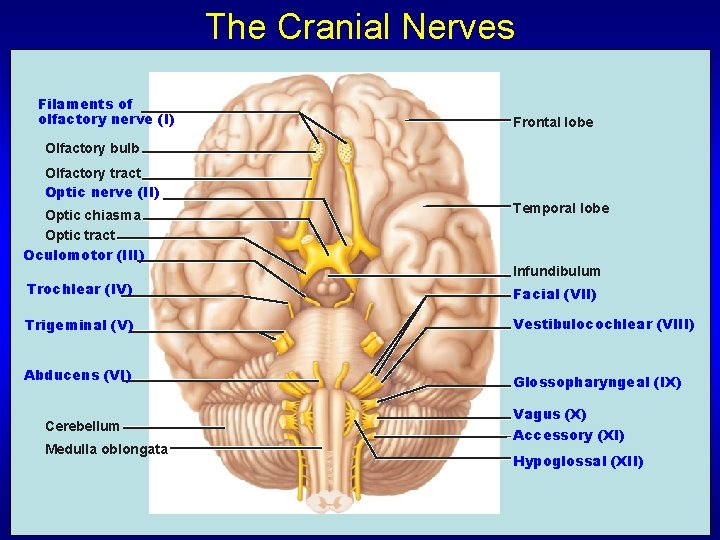 The Cranial Nerves Filaments of olfactory nerve (I) Frontal lobe Olfactory bulb Olfactory tract