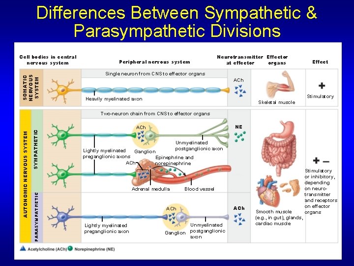 Differences Between Sympathetic & Parasympathetic Divisions SOMATIC NERVOUS SYSTEM Cell bodies in central nervous